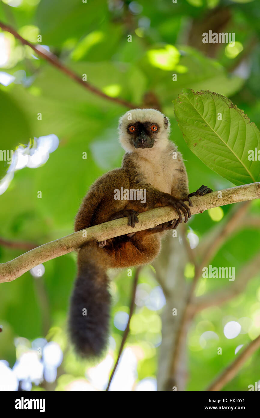 Homme à tête de lémurien (Eulemur albifrons) sur une branche à Madagascar nature sauvage. Nosy Mangabe réserve forestière. La faune de Madagascar Banque D'Images