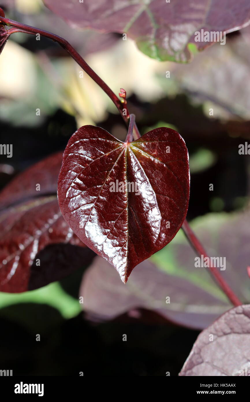 Cercis canadensis ou également connu sous le nom de Forest Pansy laisse Banque D'Images