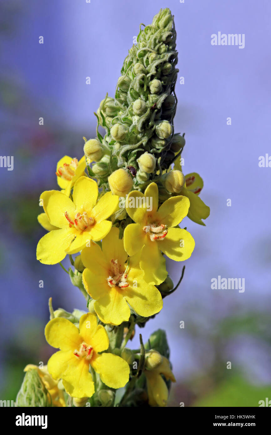 Les Fleurs Jaune Purger Plante Médicinale La Science