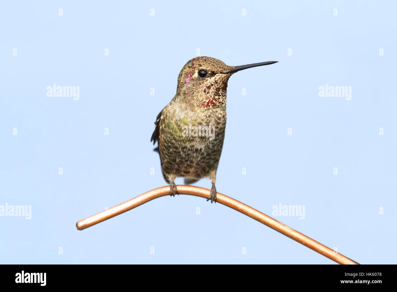 Des mammifères, des oiseaux, faune, oiseaux, sauvages, des plumes, de la faune, Hummingbird, nature, Banque D'Images