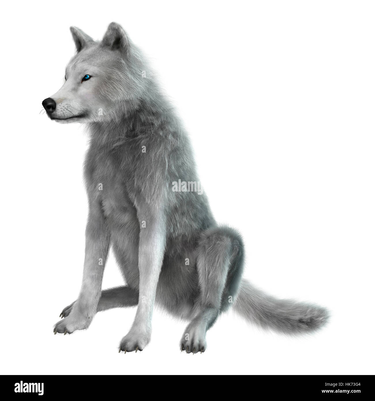 Le rendu 3D d'un loup arctique isolé sur fond blanc Banque D'Images