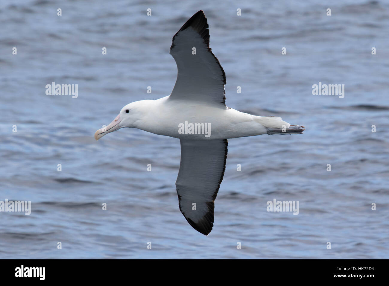 Le sud de l'Albatros (Diomedea epomophora Royal) en vol Banque D'Images