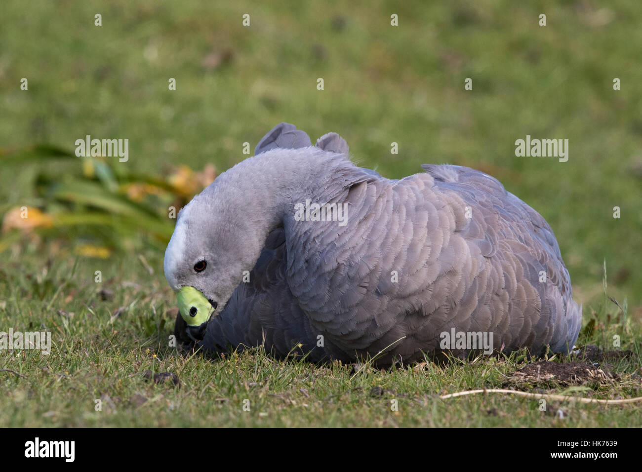 Oies de Cape Barren (Cereopsis novaehollandiae) assis sur l'herbe courte Banque D'Images