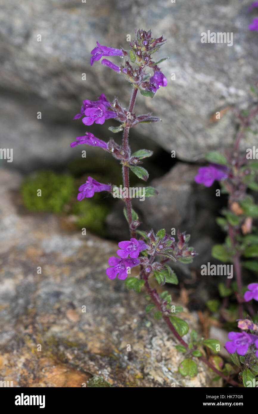 Acinos alpinus Rock Thym (fleur) Banque D'Images