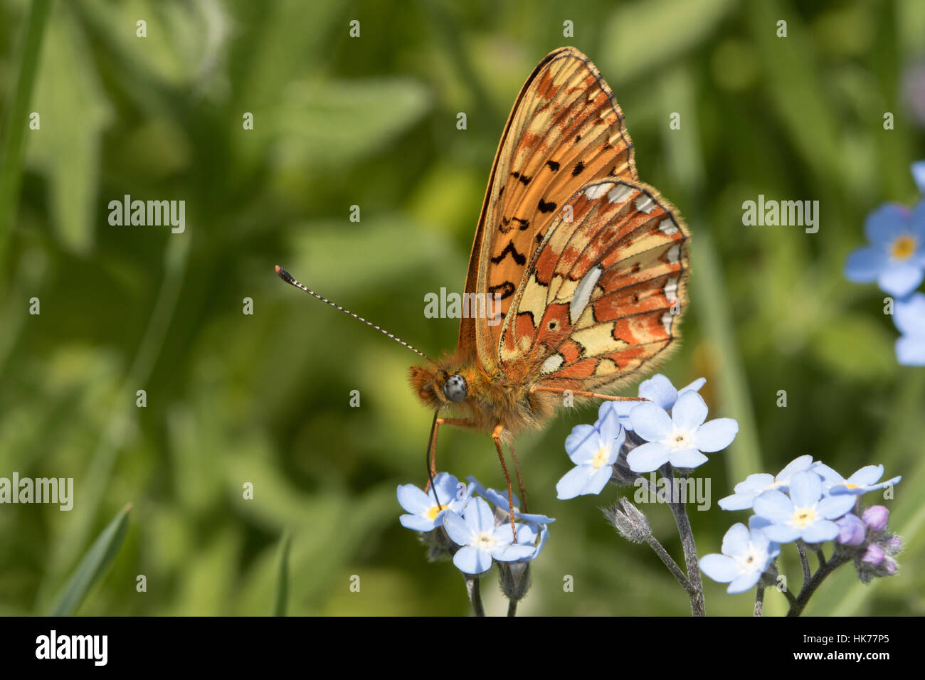 Pearl-bordé fritillary (Clossiana euphrosyne) se nourrissant de bois forget-me-not (Myosotis sylvatica) fleurs Banque D'Images