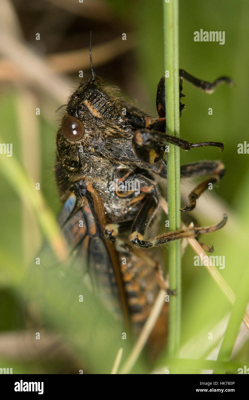 Nouvelle Forêt Cigale (Cicadetta montana) Banque D'Images