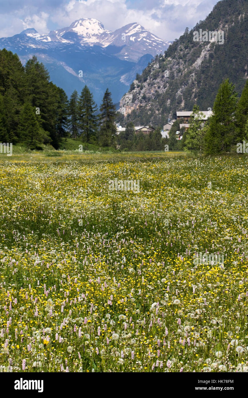 Prairie alpine dans Parc Régional du Queyras, dans les Alpes maritimes du sud de la France Banque D'Images