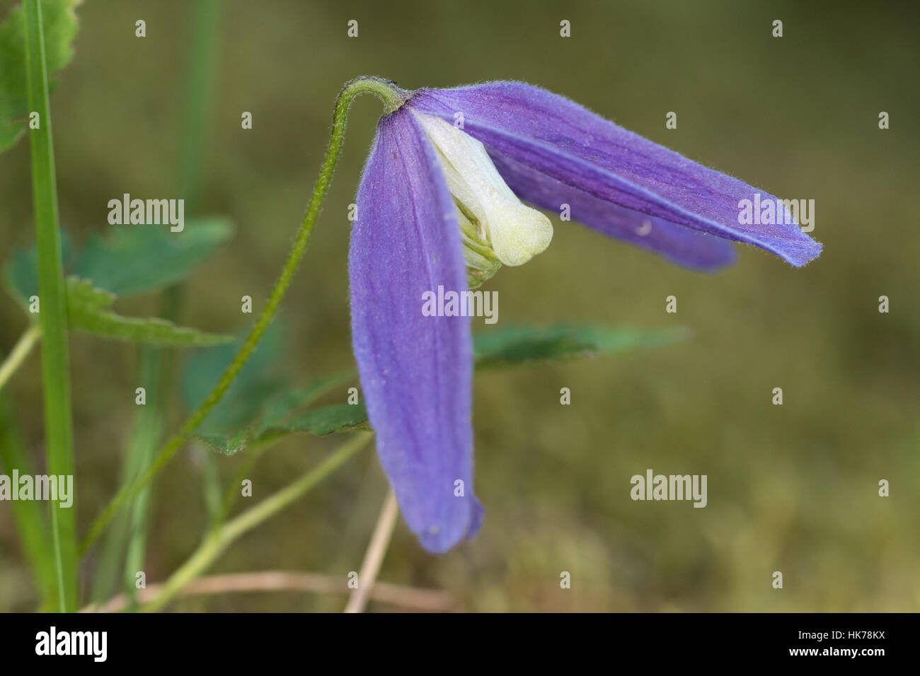 Clématite Clematis alpina Alpine (fleur) Banque D'Images