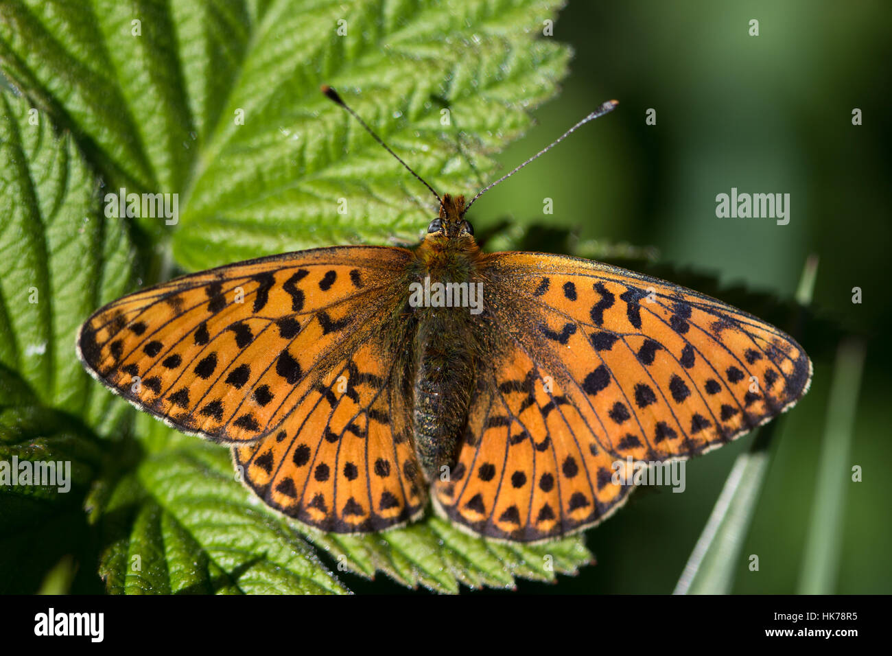 Pearl-bordé fritillary (Clossiana euphrosyne) papillon au soleil Banque D'Images