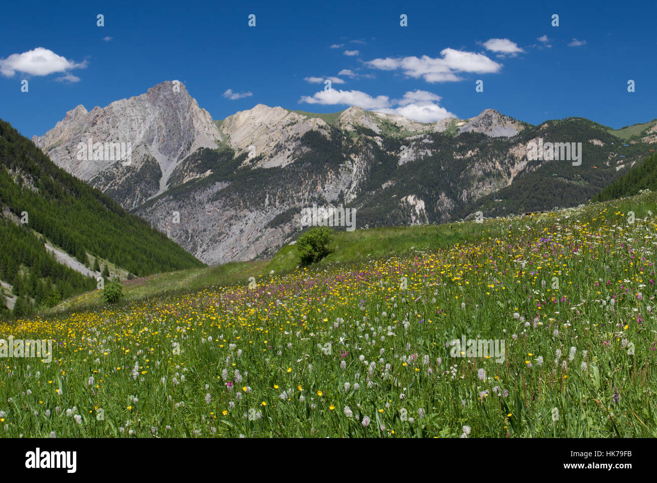 Prairie alpine dans Parc Régional du Queyras, dans les Alpes maritimes du sud de la France Banque D'Images