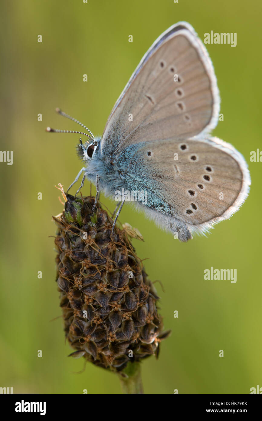 (Cyaniris semiargus Mazarine Blue Butterfly) reposant sur un seedhead Banque D'Images