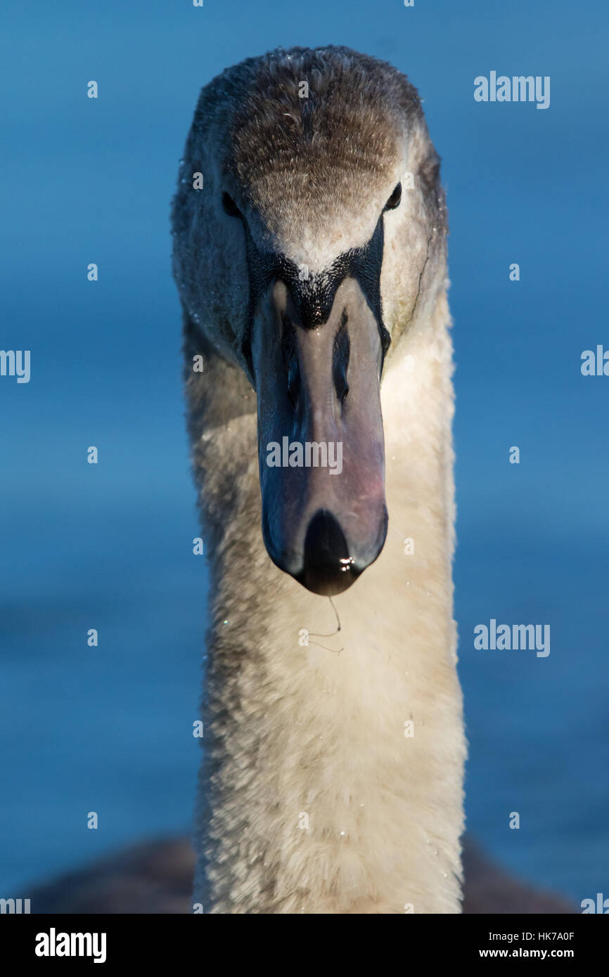 Portrait d'un cygne muet immatures (Cygnus olor) Banque D'Images