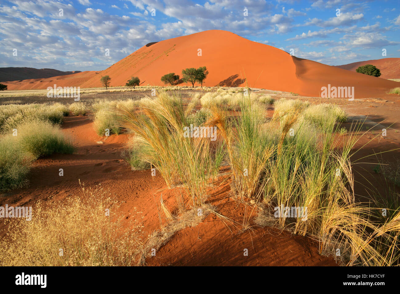 Désert, désert, Namibie, dune, paysage, paysage, campagne, nature, Banque D'Images