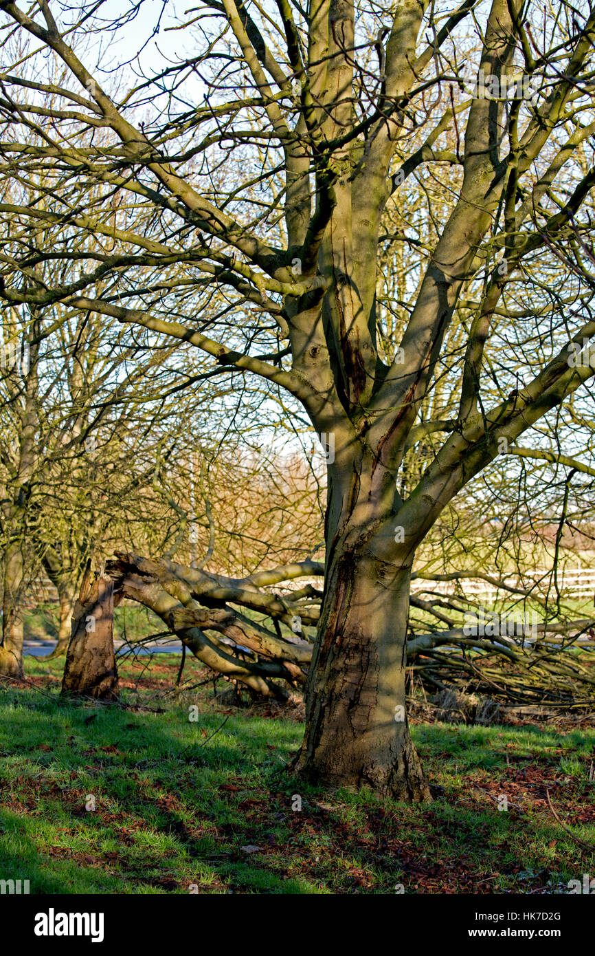 Grove de Marronnier (Aesculus hippocastanum) montrant des stades avancés de saignement chancre, Staffordshire, Royaume-Uni Banque D'Images