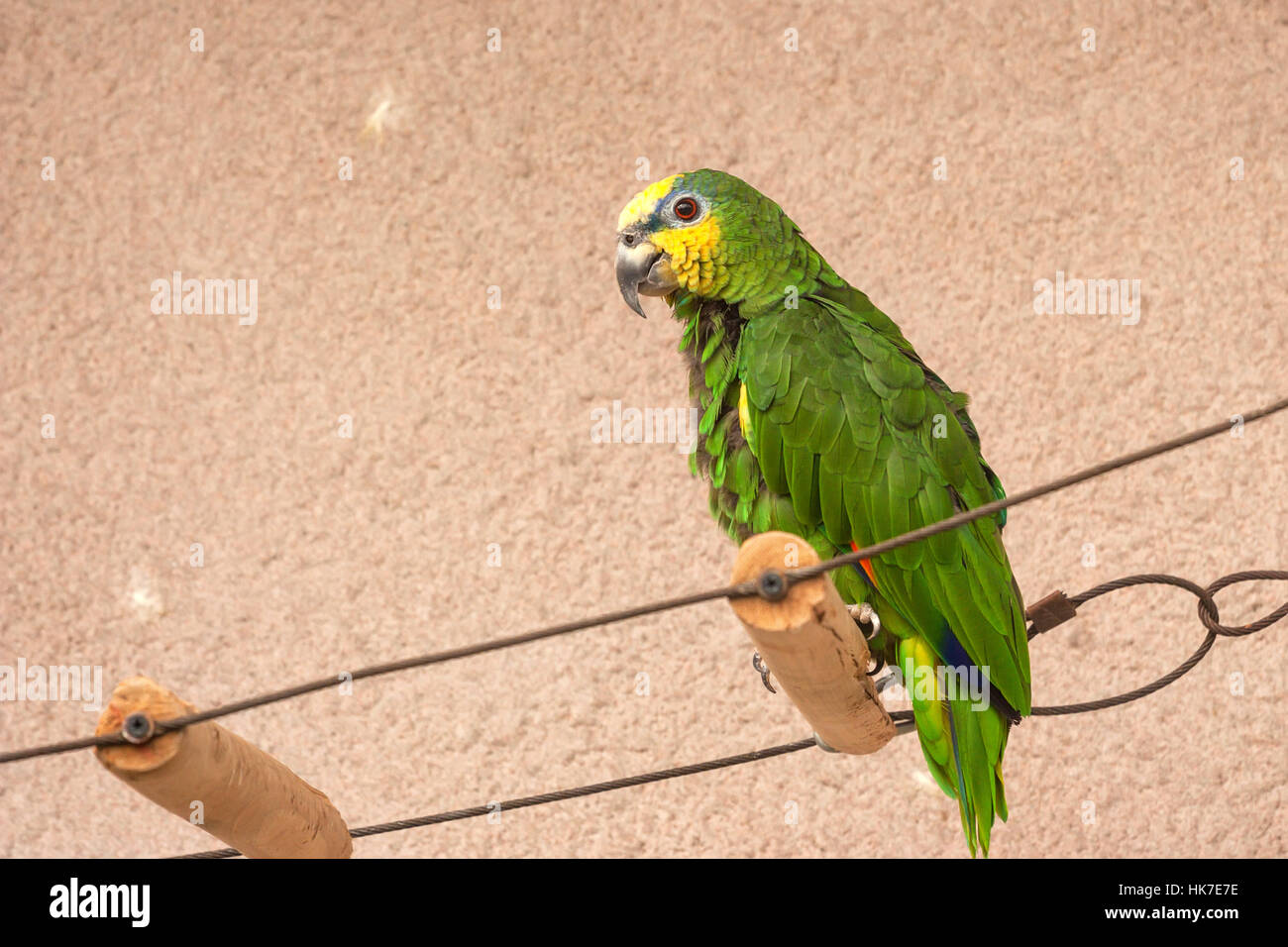 Orange captif-winged Amazon parrot ou Amazona amazonica Banque D'Images