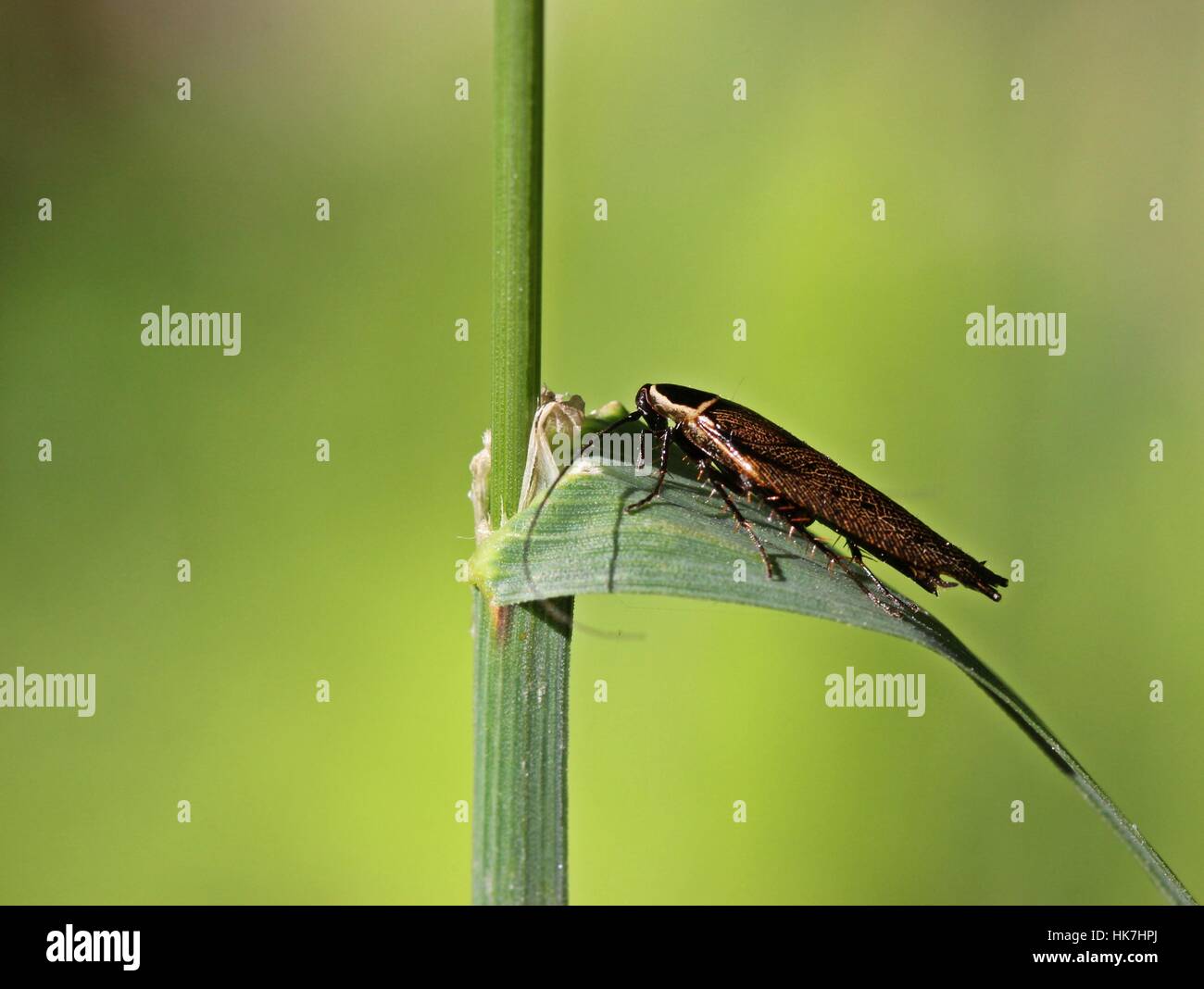 Waldschabe ectobius lapponicus (commune) Banque D'Images