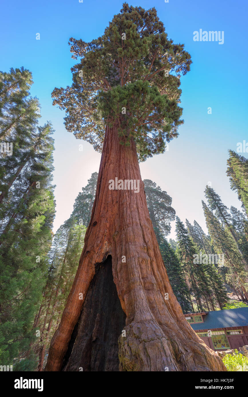 Arbre séquoia géant Banque D'Images
