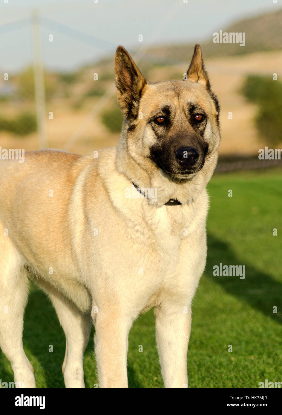 Noir, de teint basané, jetblack, noir profond, chien, beige, allemand,  berger,, pure race Photo Stock - Alamy