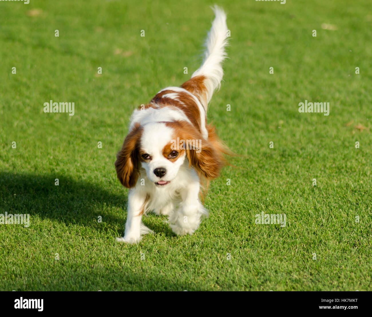 Chien, long, Empereur, Roi, spaniel, gentleman, cavalier, l'homme, les oreilles, marcher, rendez-vous, Banque D'Images