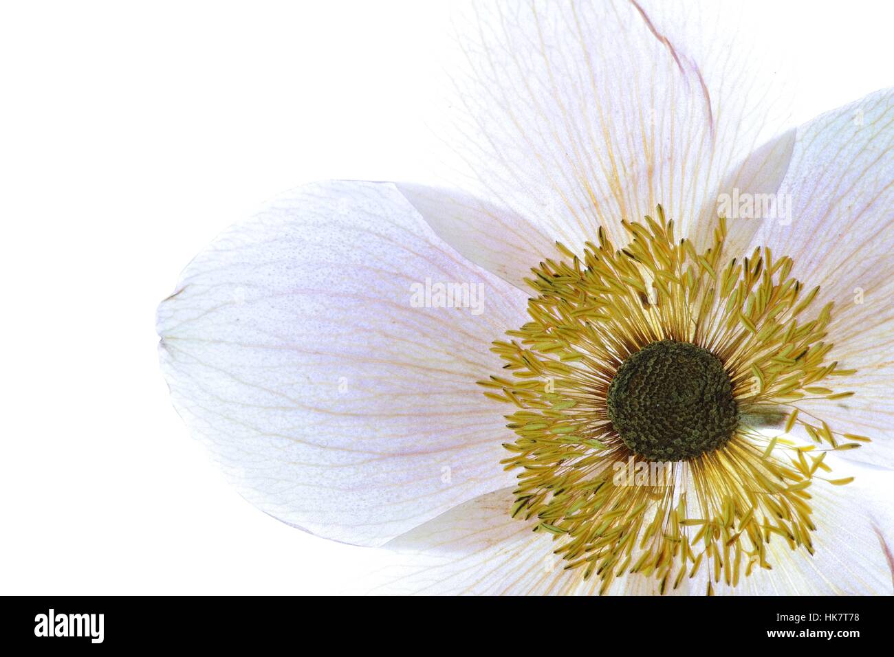 Close-up fleur sur fond blanc Banque D'Images