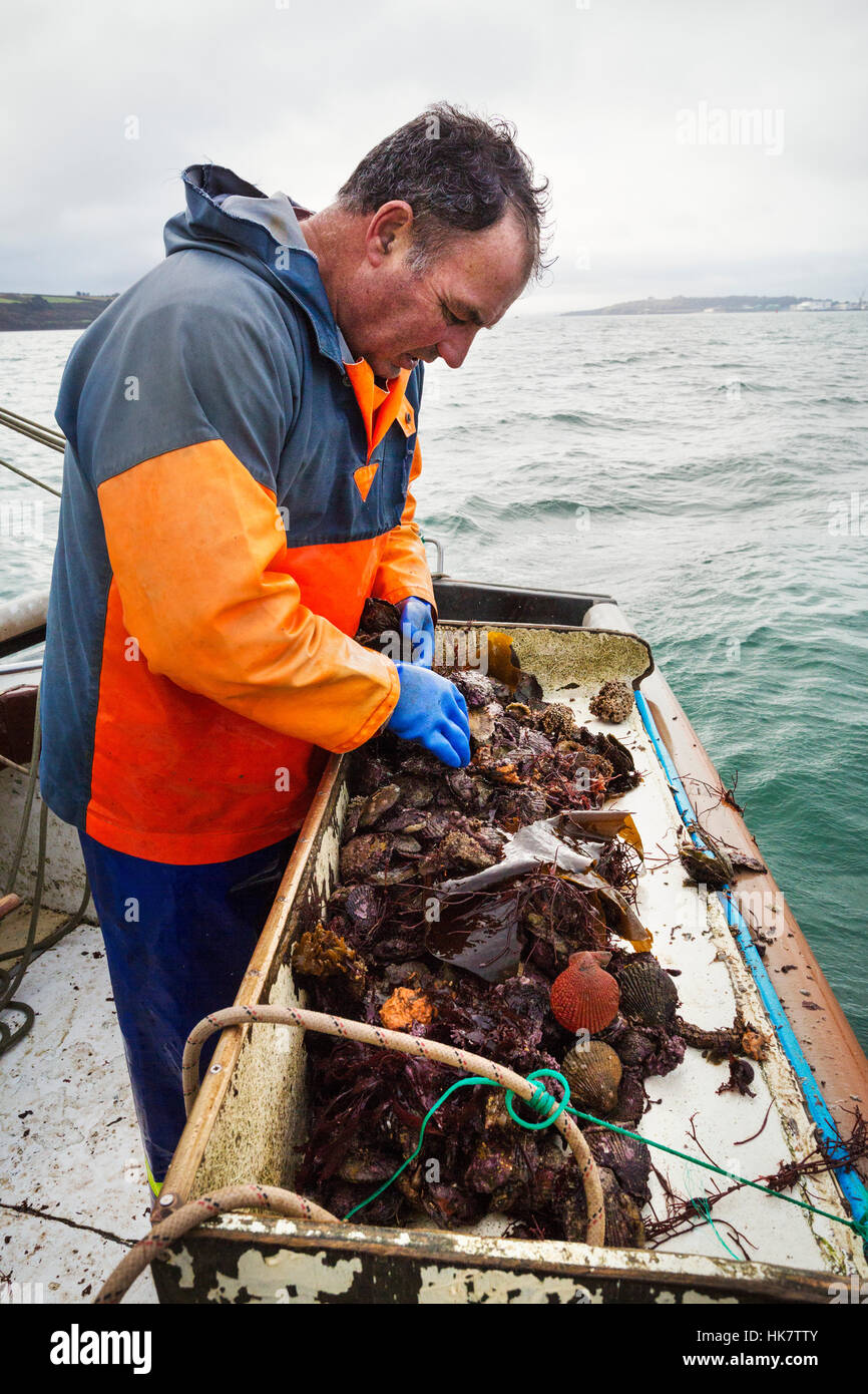 La pêche traditionnelle de l'Huître durable. Un homme d'huîtres tri sur un pont de bateau. Banque D'Images