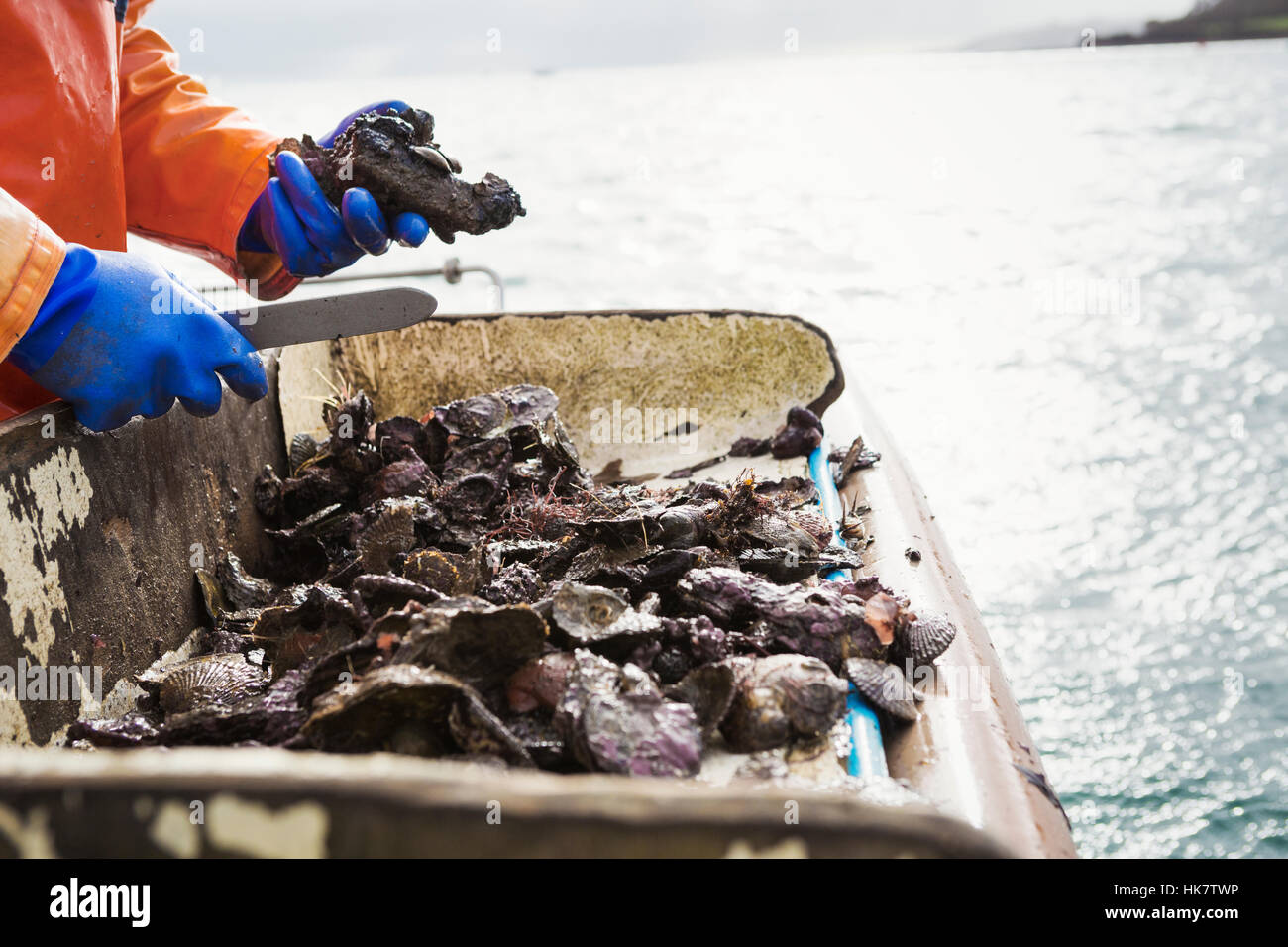 Un pêcheur travaillant sur un pont de bateau, faire le tri des huîtres et autres coquillages. Ostréiculture durable traditionnel de la pêche sur la rivière Fal. Banque D'Images
