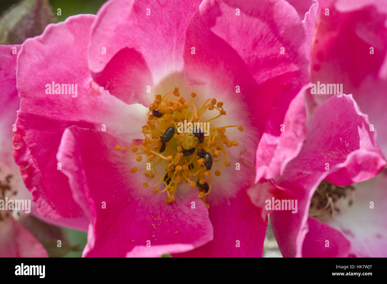 Rose 'pilier américain' avec des fleurs roses et le pollen de coléoptères, Meligethes aeneus, Berkshire, juin Banque D'Images