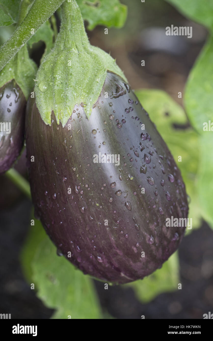 Fruit Aubergine pourpre avec coloration marbrée, marqués 'Black Beauty' , Septembre Banque D'Images