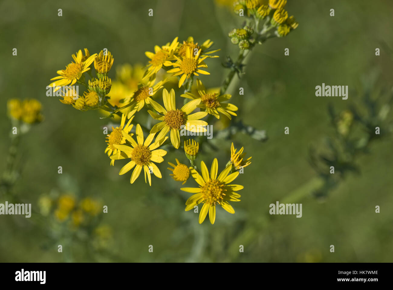 Jacobaea vulgaris séneçon jaune, floraison, plante d'Hungerford Berkshire, commune, Août Banque D'Images