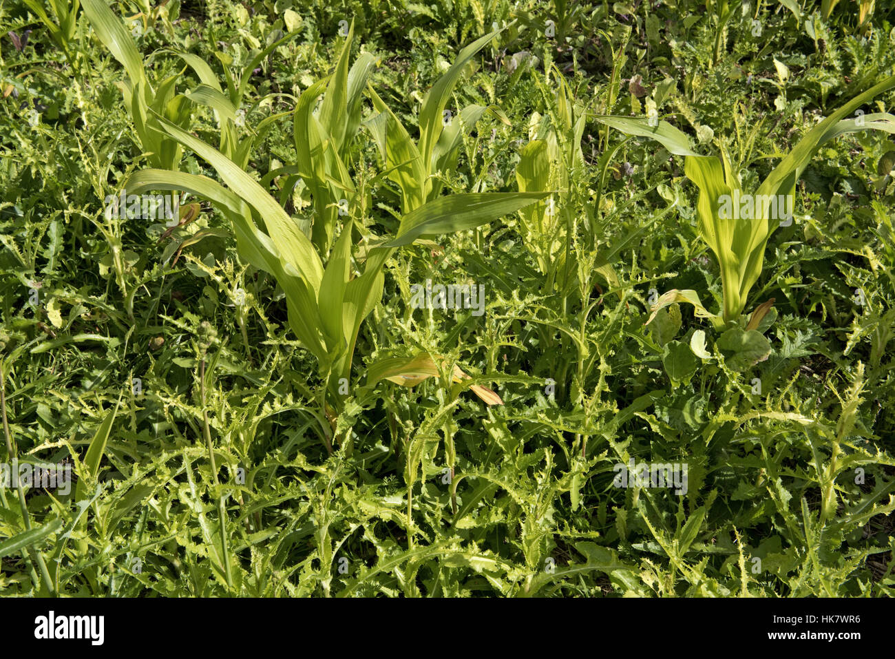 Le laiteron piquant, Sonchus asper, mauvaises herbes dans une culture de maïs ou de maïs jeune sur le sol de craie, Août Banque D'Images