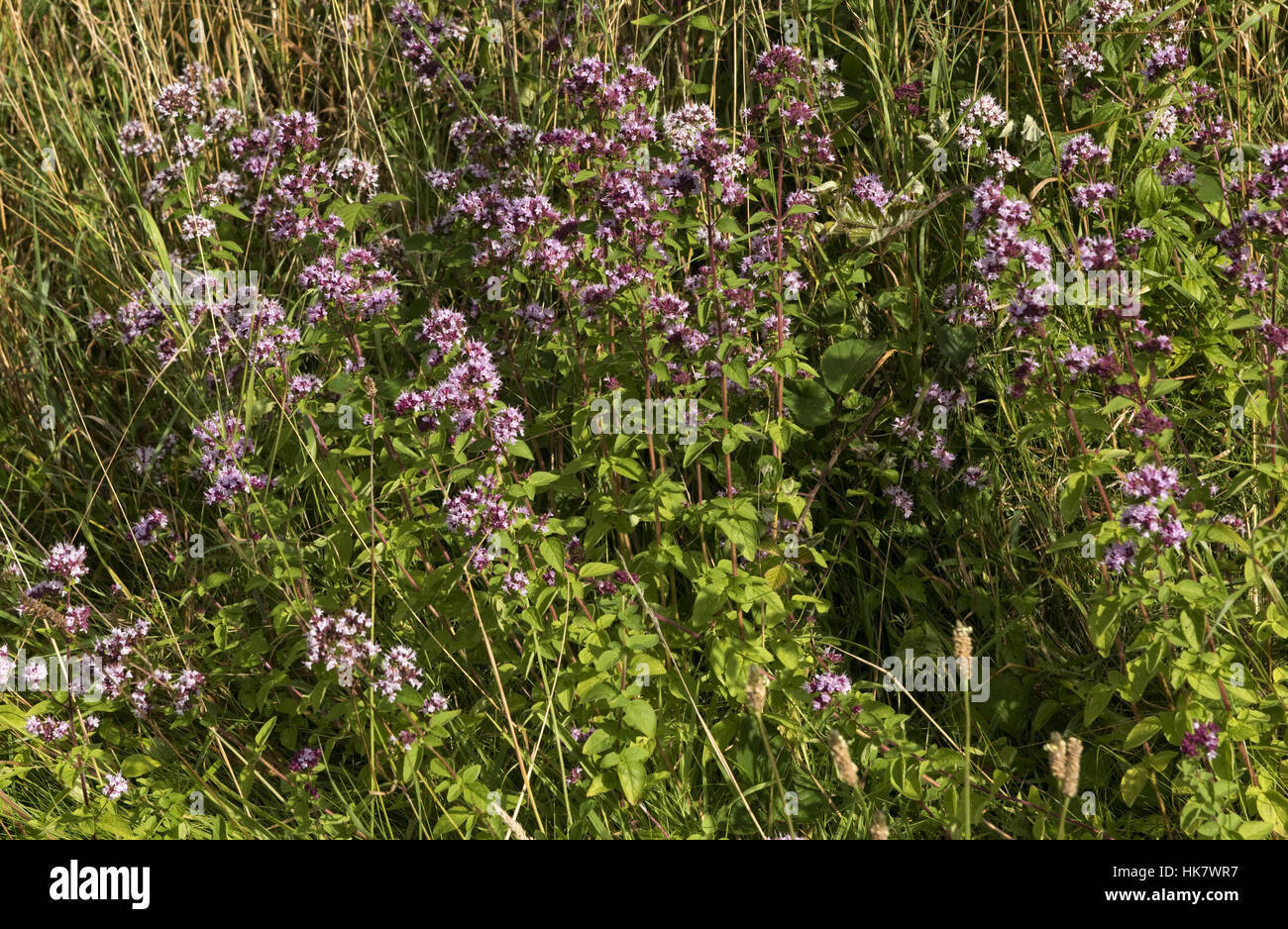La marjolaine sauvage ou l'origan, origanum vulgare, plantes à fleurs sur la prairie downland, Berkshire, Août Banque D'Images