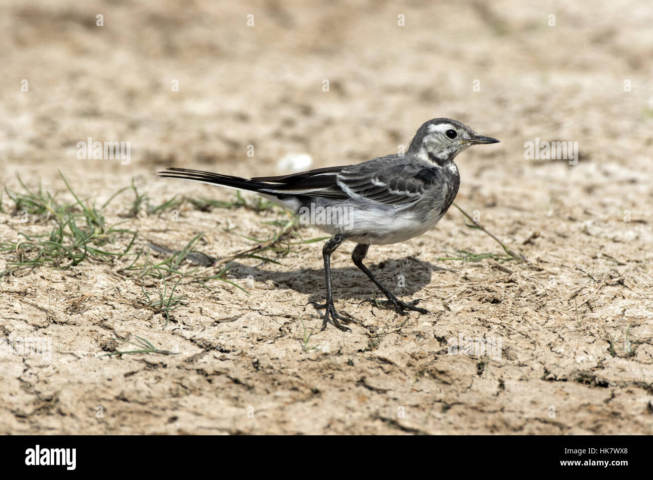 Payé pour mineurs Wagatail - Deepdale Marsh, Norfolk. Banque D'Images