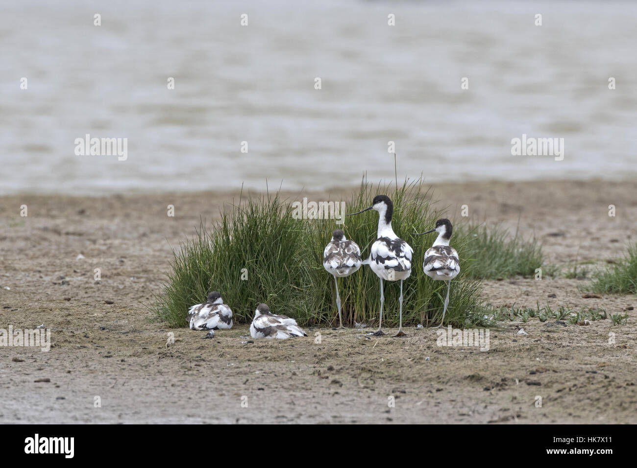 Avocette d'adulte avec 4 jeunes Banque D'Images