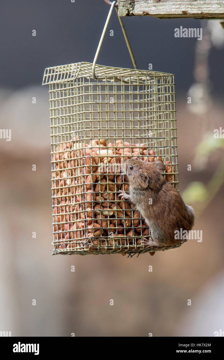 Campagnol roussâtre sur le pois d'écrou Banque D'Images
