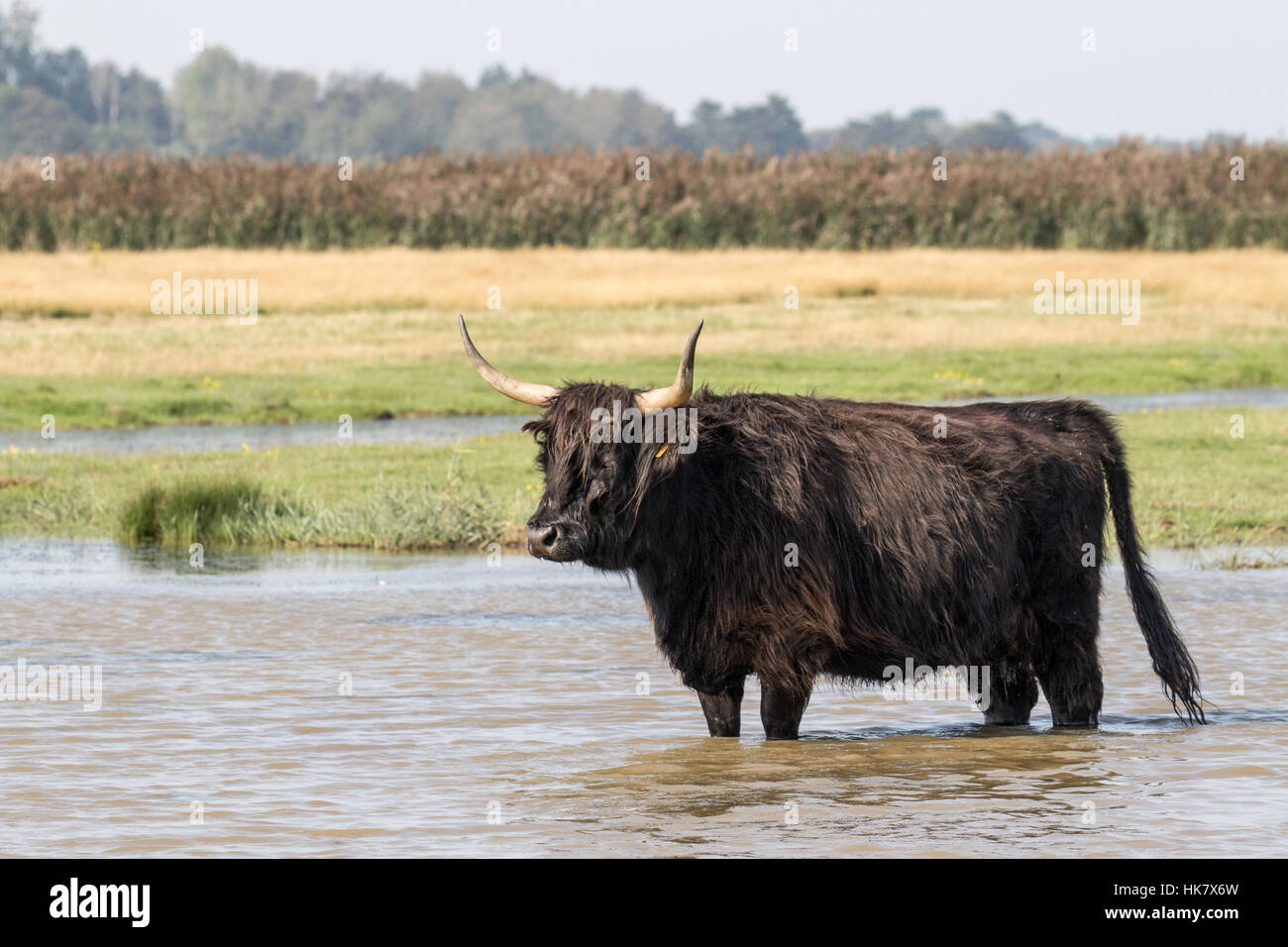 Vache Highland noir, debout dans l'eau avec des roseaux derrière. Deepdale Marsh, Norfolk Banque D'Images
