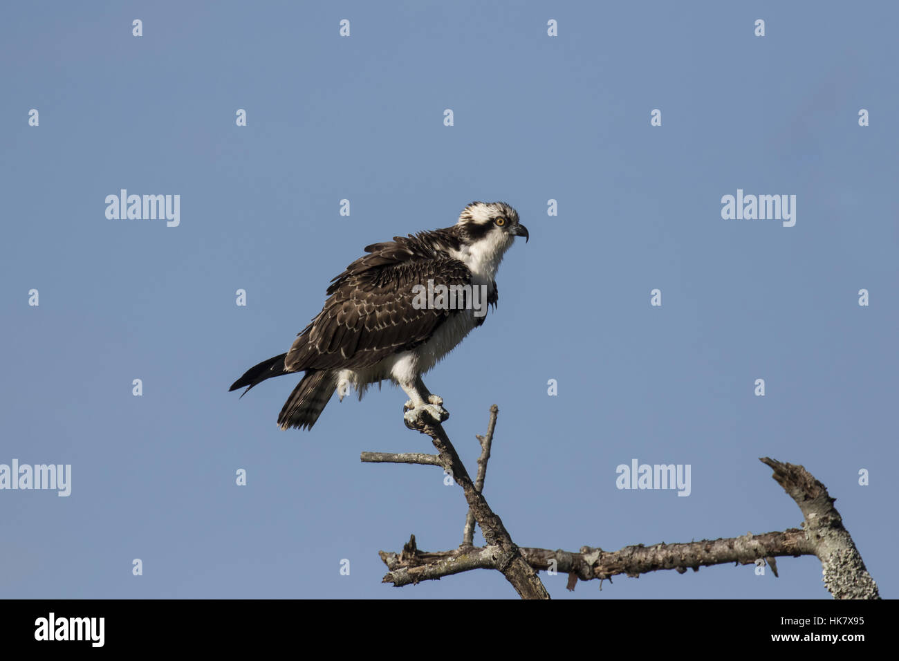 Osprey sur branch - Cape May, côte est USA Banque D'Images