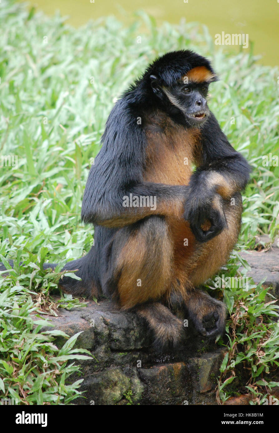 Singe-araignée au zoo à Iquitos, Pérou Banque D'Images