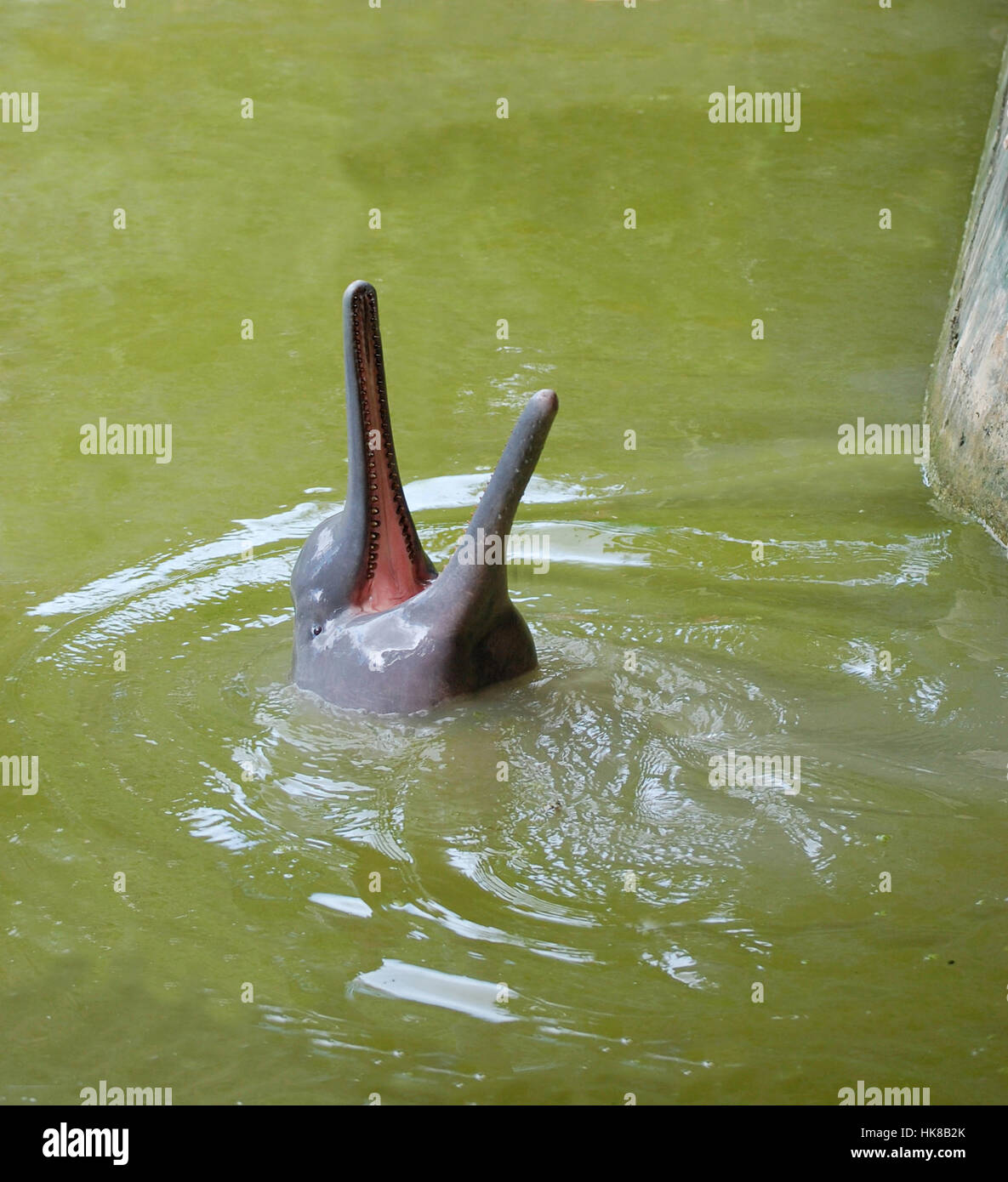 Rose bébé river dolphin à zoo près de Lima, Pérou Banque D'Images