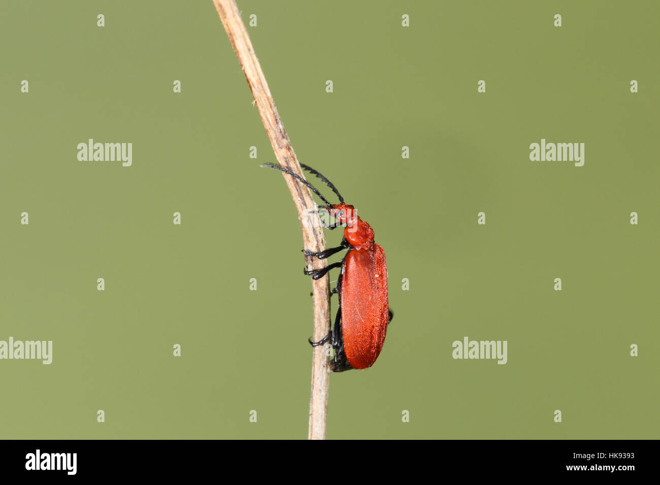 Commun ou à tête rouge (Pyrochroa serraticornis Cardinal Beetle), un bug écarlate, l'ascension d'une brindille, avec un fond vert Banque D'Images