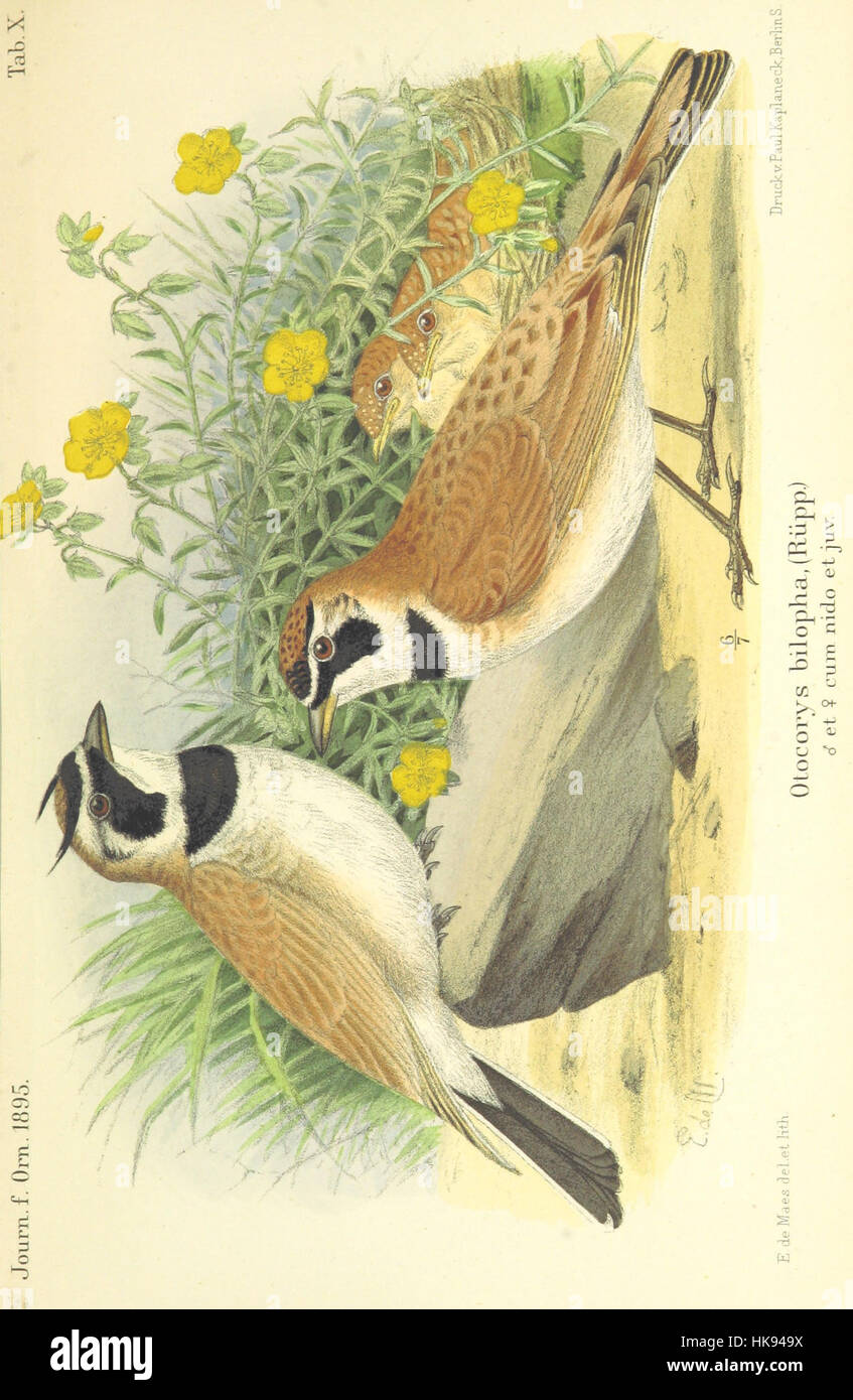 Une page de 'Reisen und Forschungen in Algérien', documentant des voyages et des recherches en Algérie, avec des illustrations, de la page 675. Banque D'Images