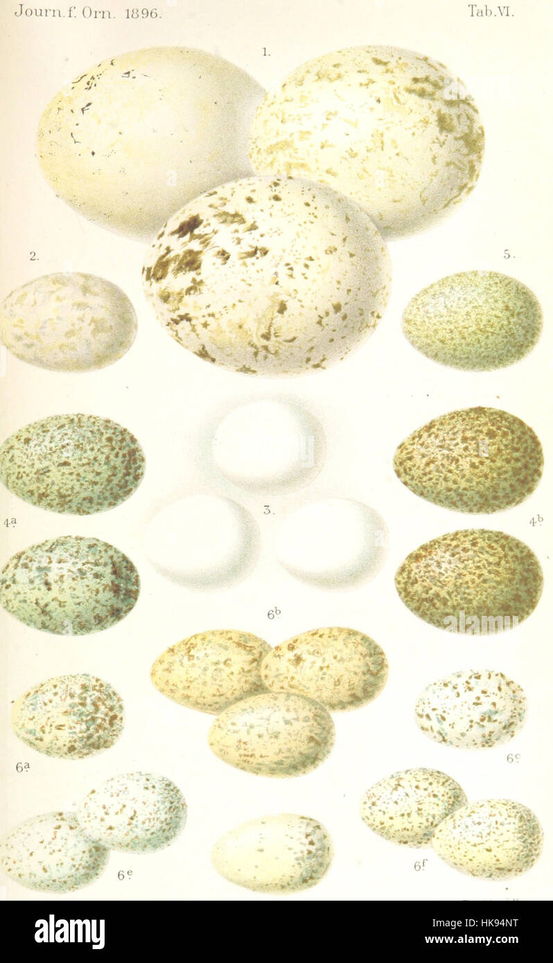 Page tirée de 'Reisen und Forschungen in Algérien', documentant des voyages et des recherches en Algérie, avec des illustrations et des cartes (titre traduit : voyages et recherches en Algérie). Banque D'Images