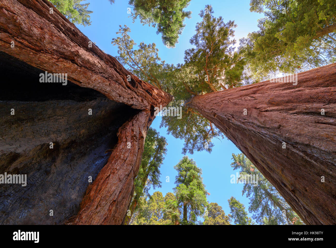 Séquoias géants Banque D'Images