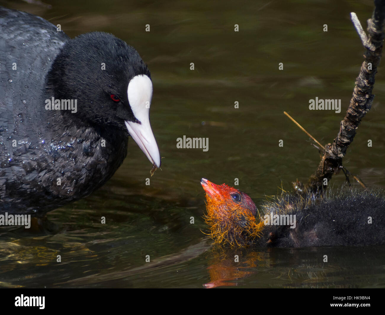 Foulque macroule nourrir son poussin avec une crevette. Banque D'Images