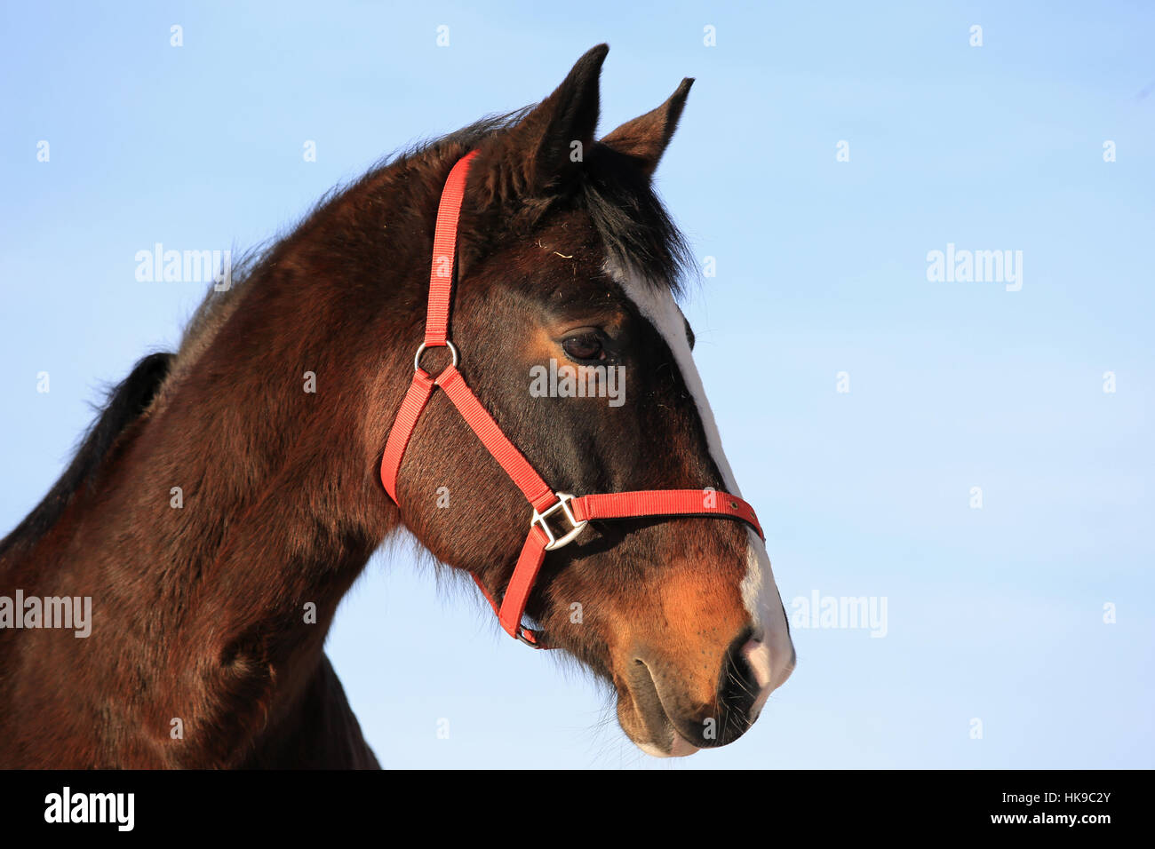 Close up portrait of baie magnifique cheval pur-sang contre le ciel bleu. Banque D'Images