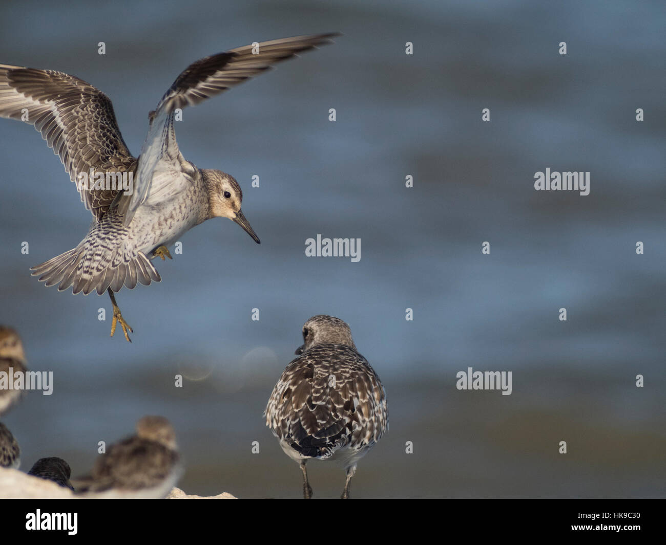 Sandpiper landing Banque D'Images