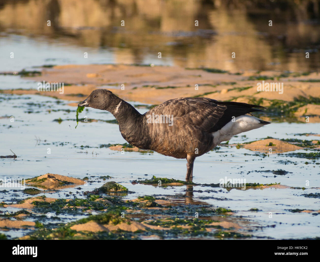 Cravant à être debout sur ses pattes dans l'eau. Nourrir une algue. Côte de l'Atlantique, l'île d'Oléron, France. Banque D'Images