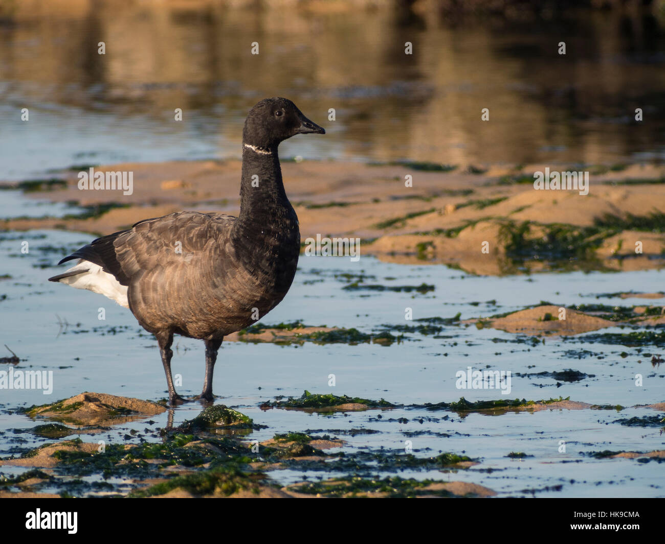 Cravant à être debout sur ses pattes dans l'eau. Côte de l'Atlantique, l'île d'Oléron, France. Banque D'Images