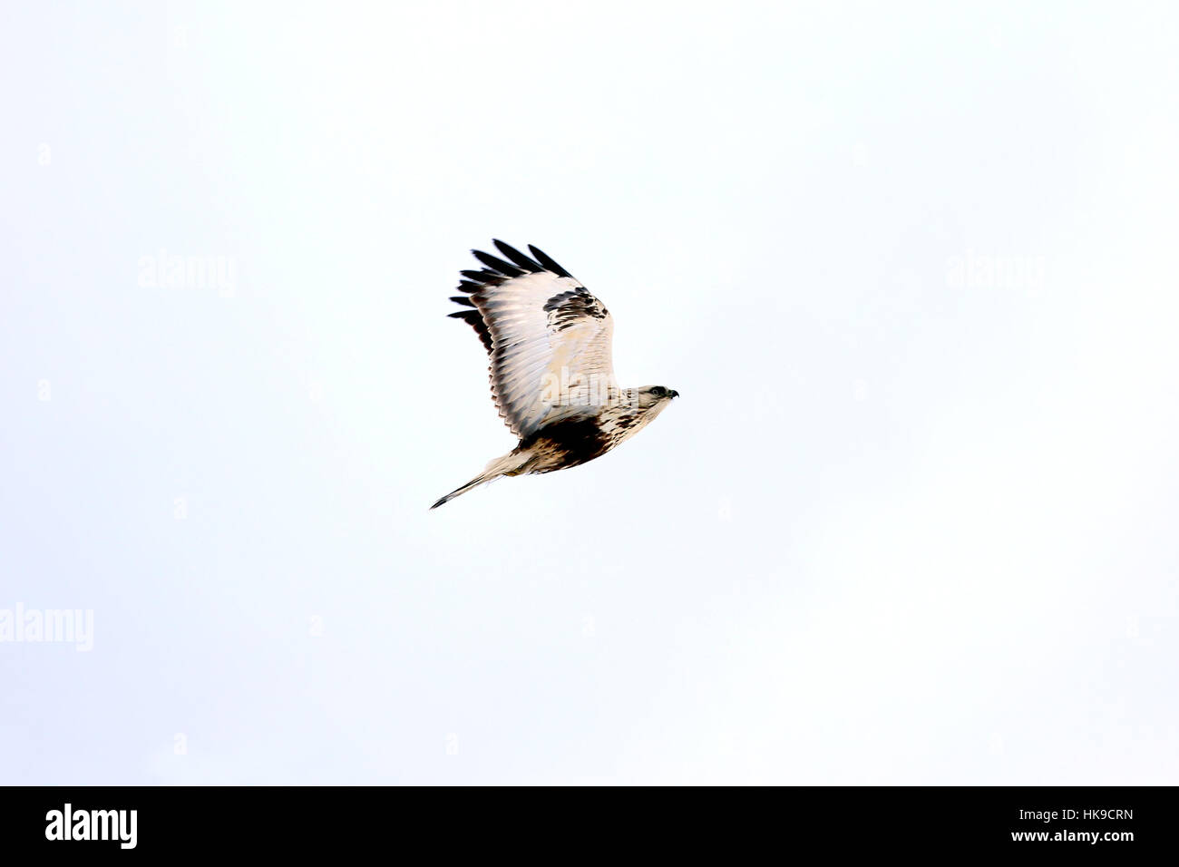 Buteo lagopus, buse pattue en profil voler contre ciel blanc en hiver. La buse de grande taille est protégée, en voie de disparition en Finlande. Banque D'Images