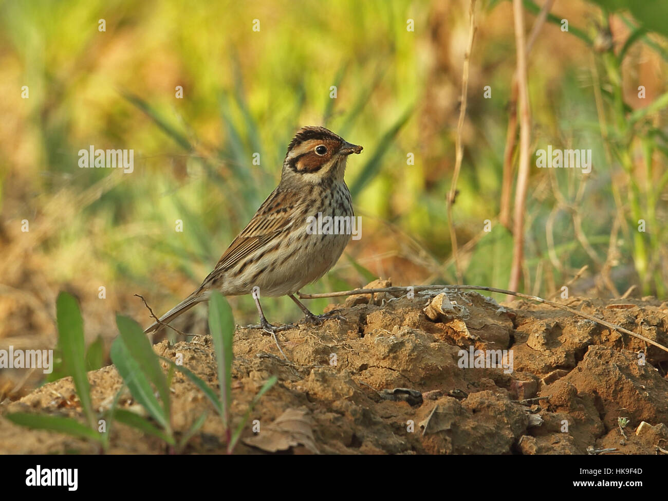 Peu (Emberiza pusilla)homme adulte debout sur terre mound Hebei, Chine Mai 2016 Banque D'Images