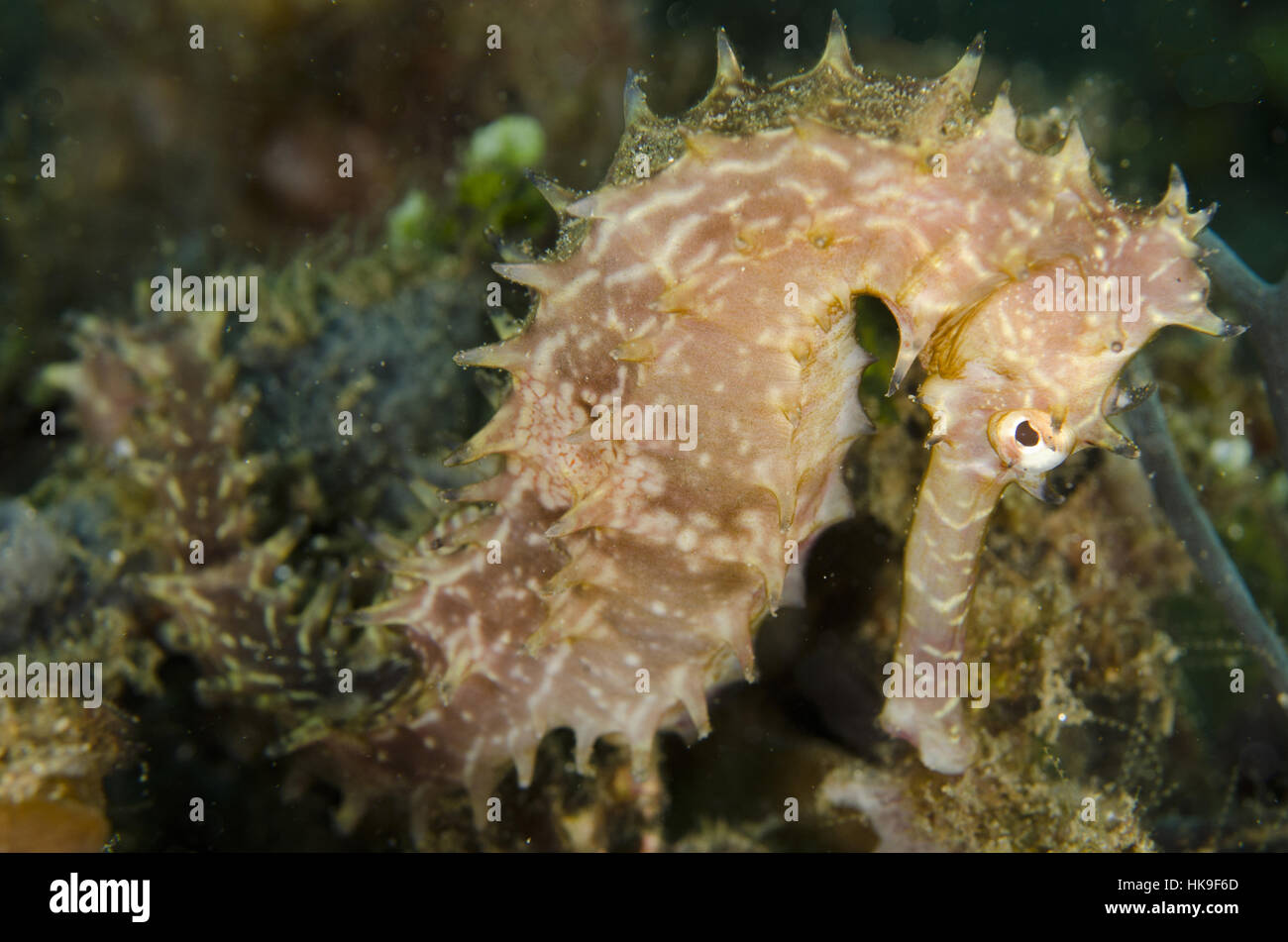 Question épineuse" (Hippocampus hystrix), Laha dive site, Ambon, Molluccas, Mer de Banda, Indonésie Banque D'Images